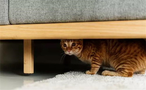 猫害怕逗猫棒要怎么办？