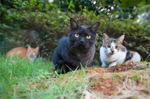 流浪猫喜欢逗猫棒吗？