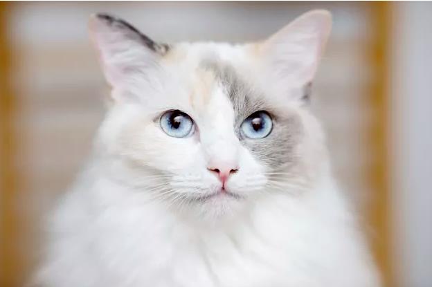 手套色布偶猫为什么便宜？