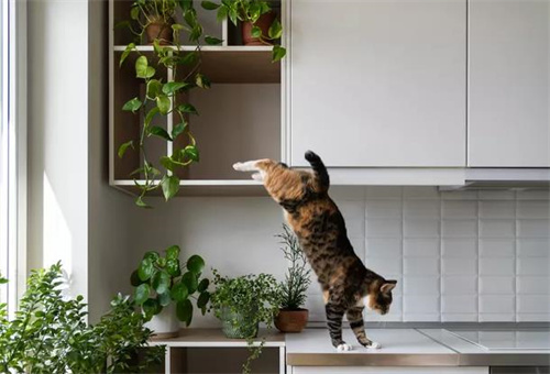 猫薄荷是什么东西？
