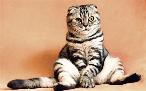 猫薄荷为什么会让猫兴奋？