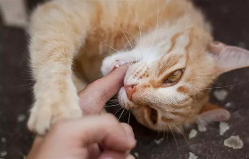 猫薄荷多久喂一次？