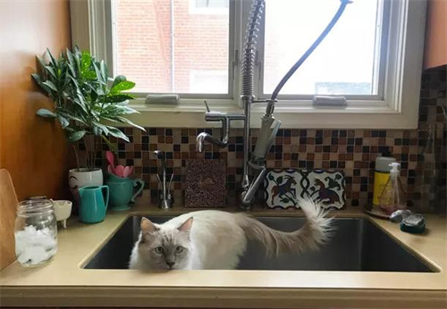 猫草怎么种？