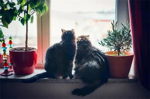 猫草是什么东西？