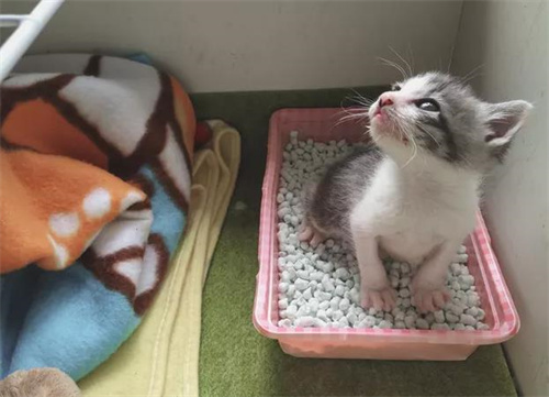 猫频繁去厕所只尿一点是怎么回事？