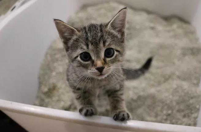 猫在猫砂里拉屎但不尿是怎么回事?
