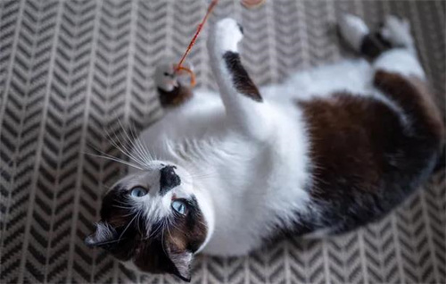 猫拉软便是怎么回事？