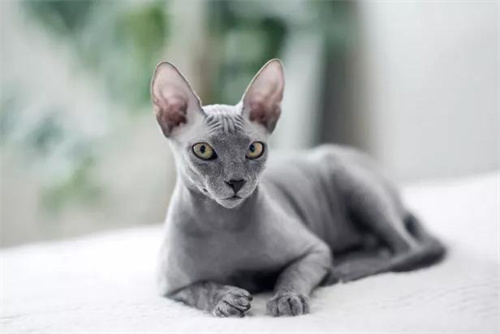 猫咪体外驱虫药哪种好