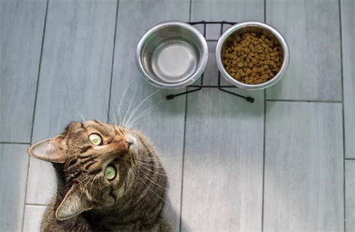 猫咪发烧吃什么药？
