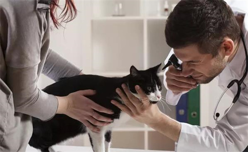 猫咪耳螨用什么药？