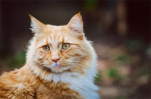 猫咪尿血吃什么药？