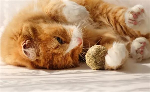 猫体外驱虫药滴多了怎么办？