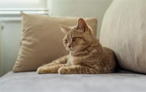 猫咪驱虫药怎么滴？