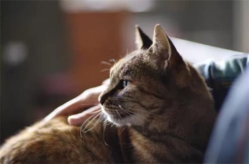 猫咪耳朵发炎用什么药？