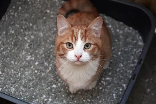 猫流泪用什么眼药水