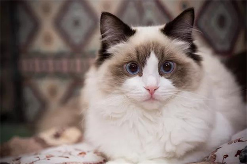 儿童滴眼液可以给猫用吗？