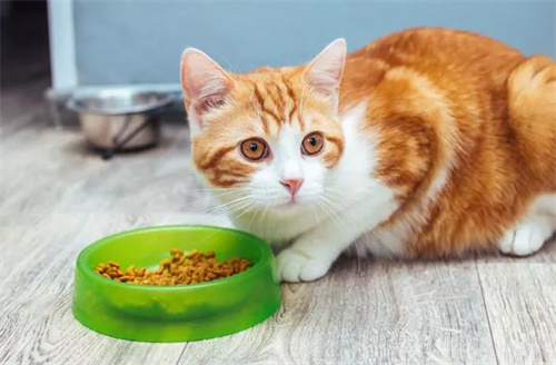 猫不吃冻干是怎么回事?
