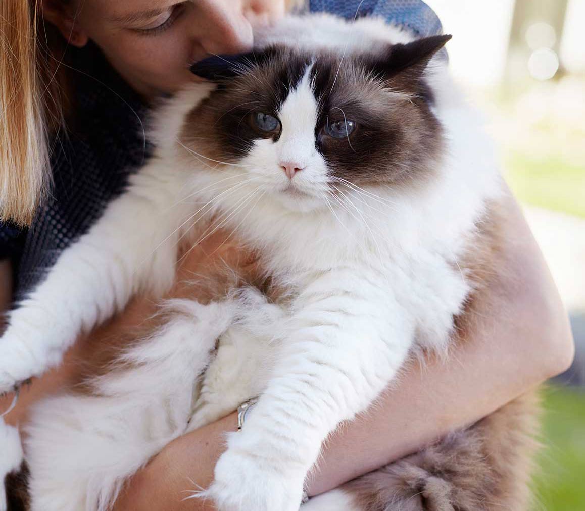布偶猫掉毛严重吗？