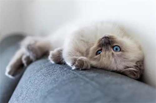 猫草和化毛膏哪个好？