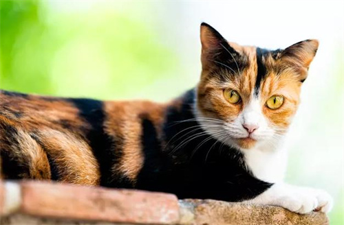 猫不吃化毛膏怎么办？