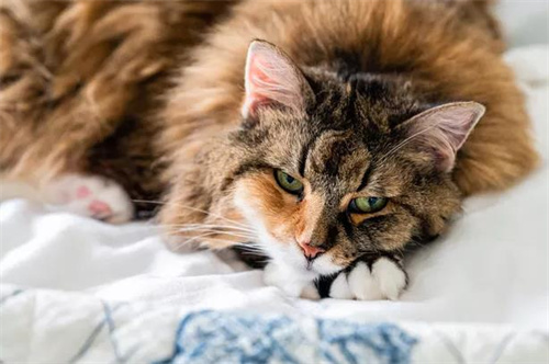 猫怀孕能吃化毛膏吗？