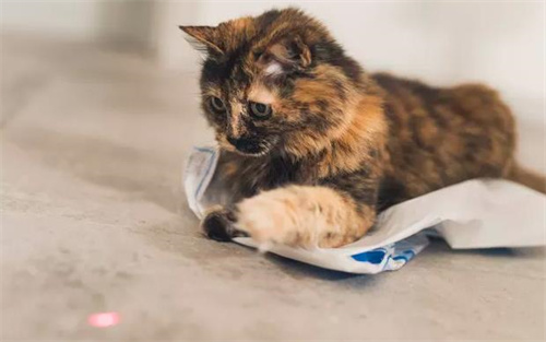 猫咪吐猫粮是怎么回事？