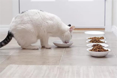 猫粮怎么选？