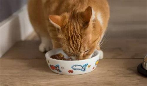 猫粮什么做的