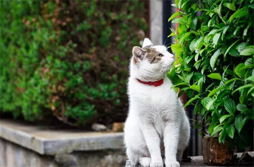 猫带铃铛有什么影响吗？