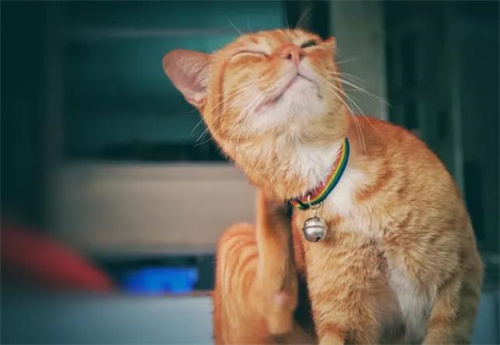 猫咪带项圈好吗？