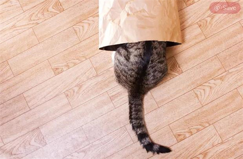 猫最怕什么东西