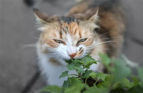 猫可以吃什么零食？
