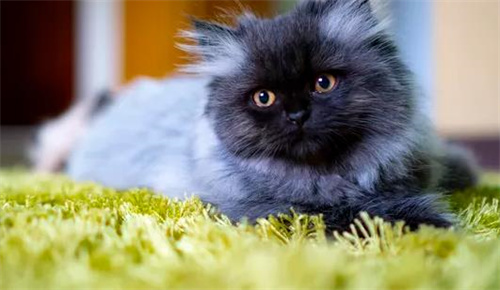 猫咪冻干零食怎么做？