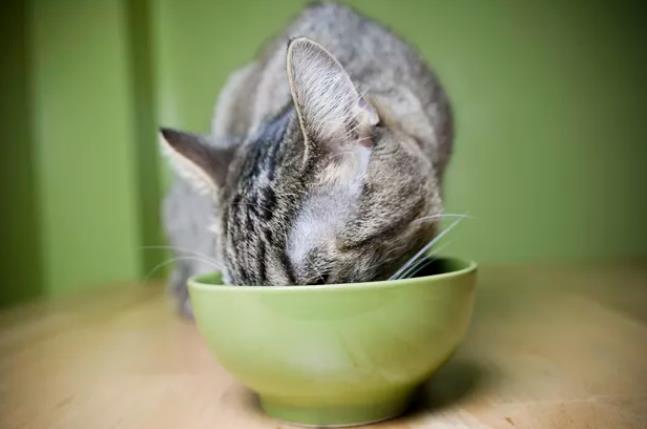 猫咪冻干零食可以天天吃吗？