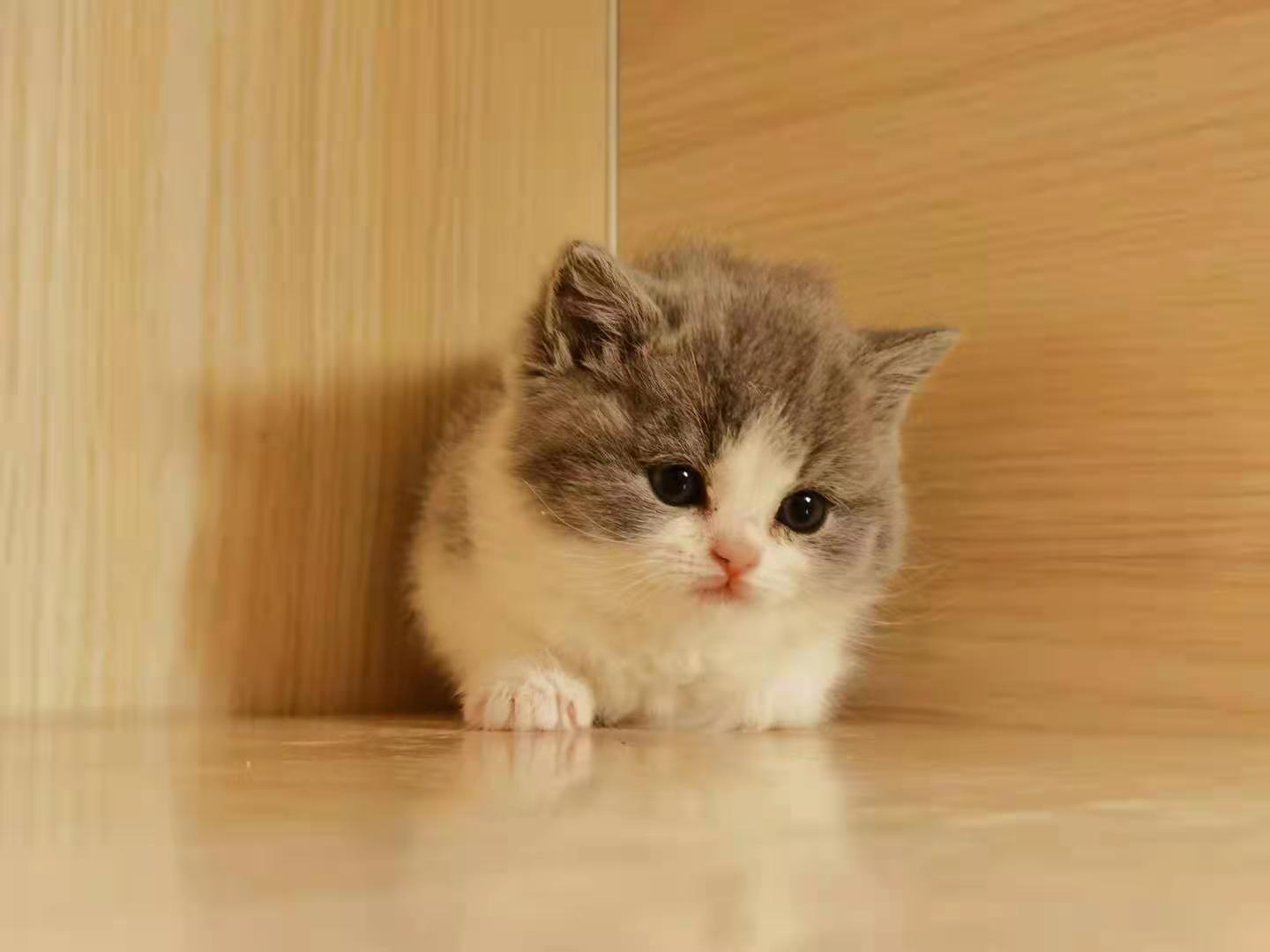 小猫可以吃什么零食？