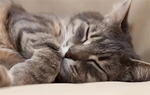 猫可以用人的沐浴露吗？