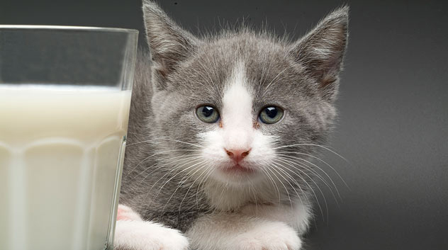 猫可以喝羊奶粉吗？