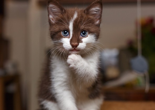 三个月猫还用喝奶粉吗？