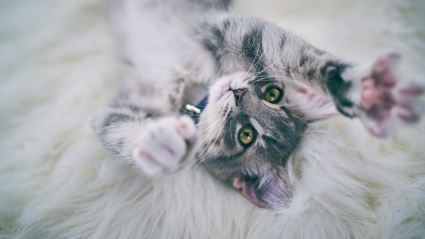 20天小猫喝多少毫升奶？