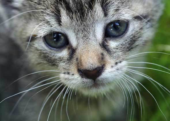 土猫会用猫砂盆吗？