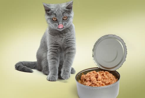 猫咪自制猫饭怎么做？