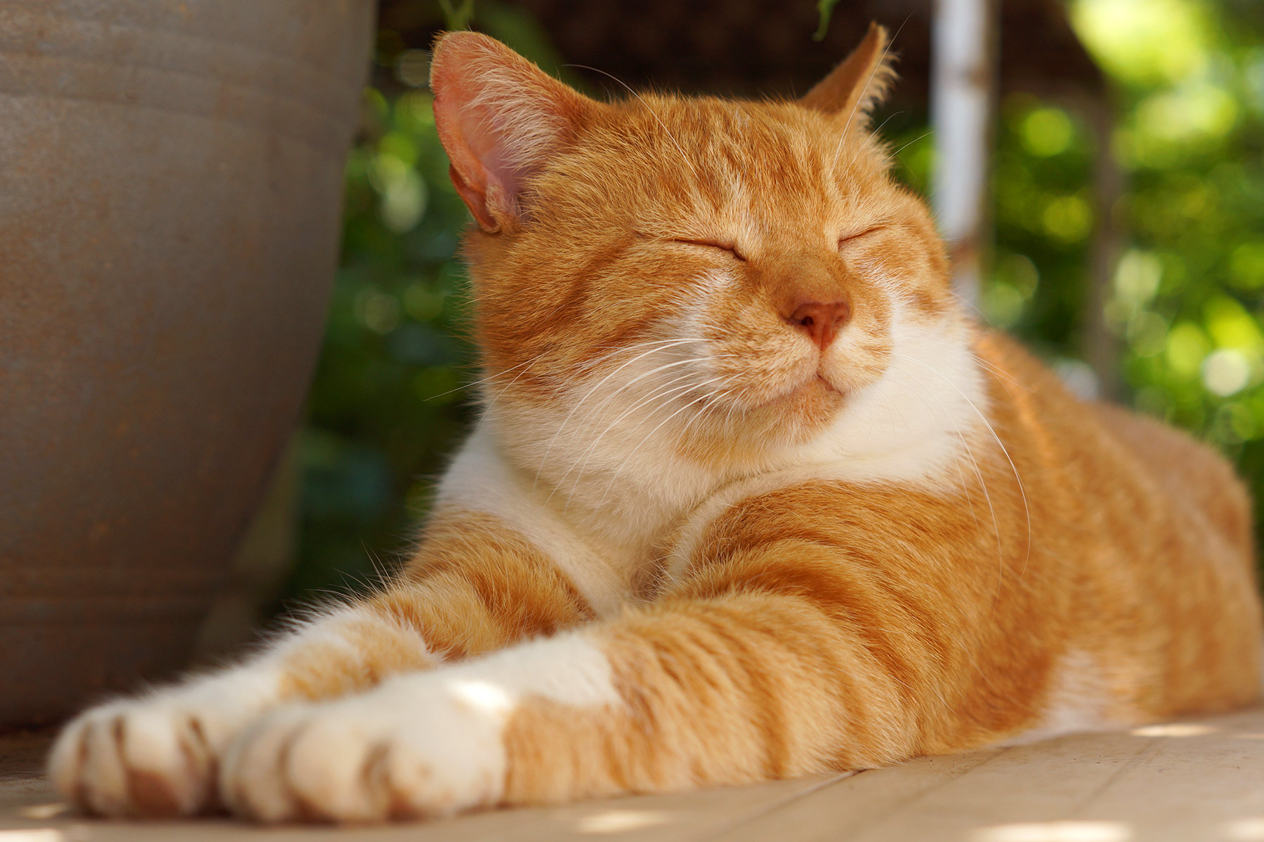 猫发腮是什么意思？