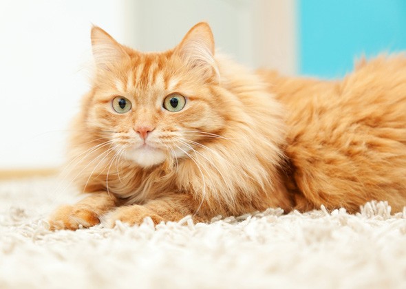 人用的梳子可以给猫用吗？