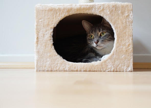 猫喜欢封闭还是开放式猫窝？