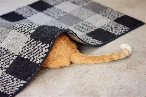 猫咪衣服的做法大全