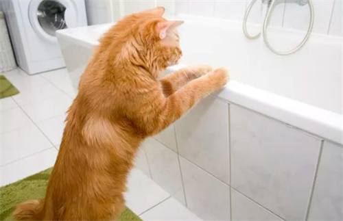 猫怕水吗？