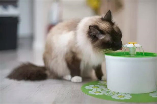 如何自制猫咪饮水机