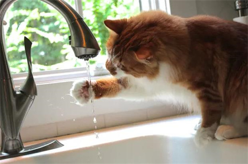 猫喜欢水吗？