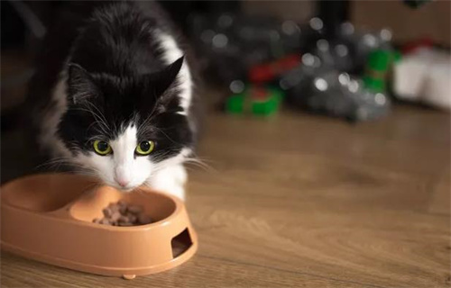 猫补钙要吃什么？