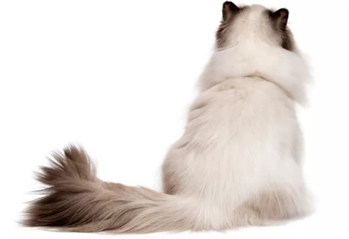 猫咪掉毛怎么解决？